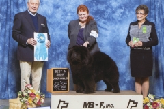 Owner Handled Best in Show