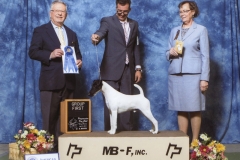 Terrier Group 1