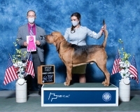 o-NOH-Hound-5.1.2021