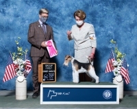 q-NOH-Terrier-5.1.2021