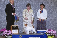 5-terrier-04.28.2013