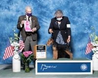 q-NOH-Terrier-5.2.2021