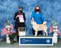 t-NOH-Herding-5.2.2021
