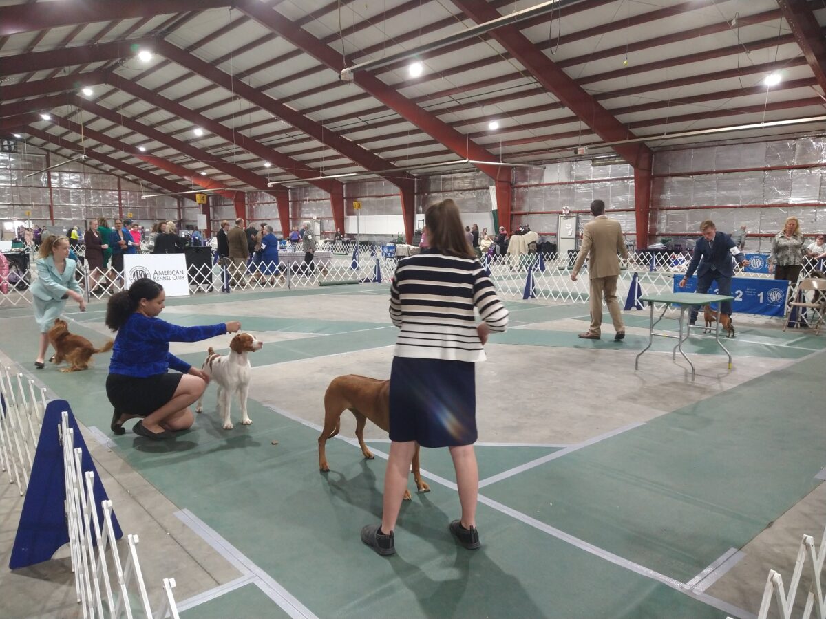 Dog Show Special Attractions